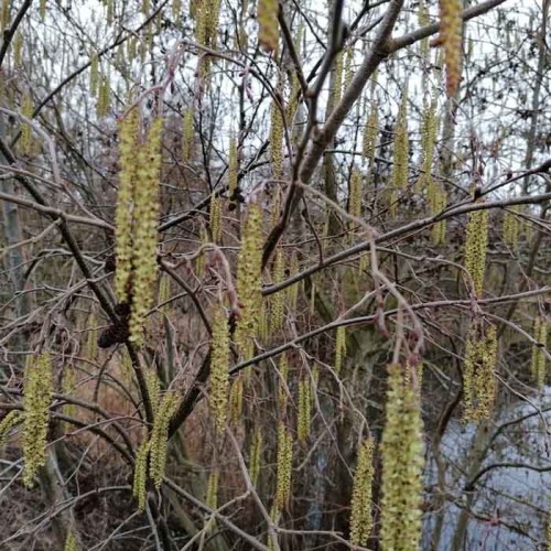 Hawthorn Hedge - Crataegus monogyna - 40-60cm | ScotPlants Direct